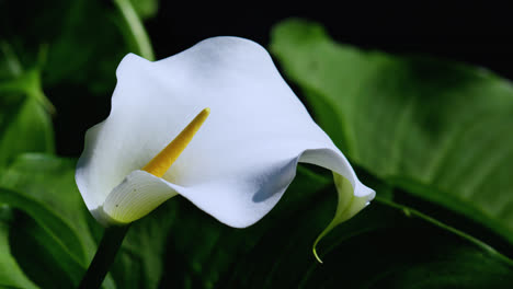 close up of a calla lilly flower surrounded by lush green foliage