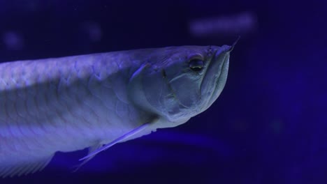 silver fish in aquarium