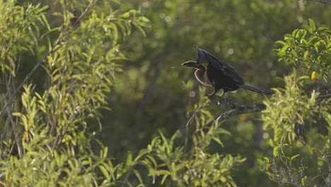 anhinga flies off pond apple tree branch
