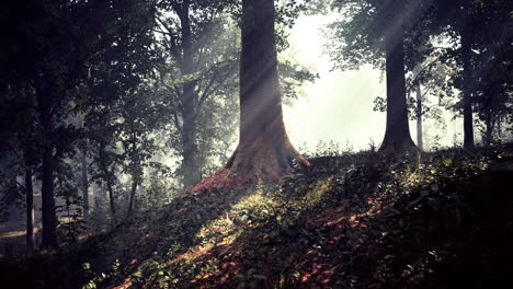 Paisaje-Vívido-De-La-Hermosa-Luz-Del-Sol-En-Un-Exuberante-Bosque-Verde