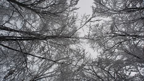 Bosque-Nevado