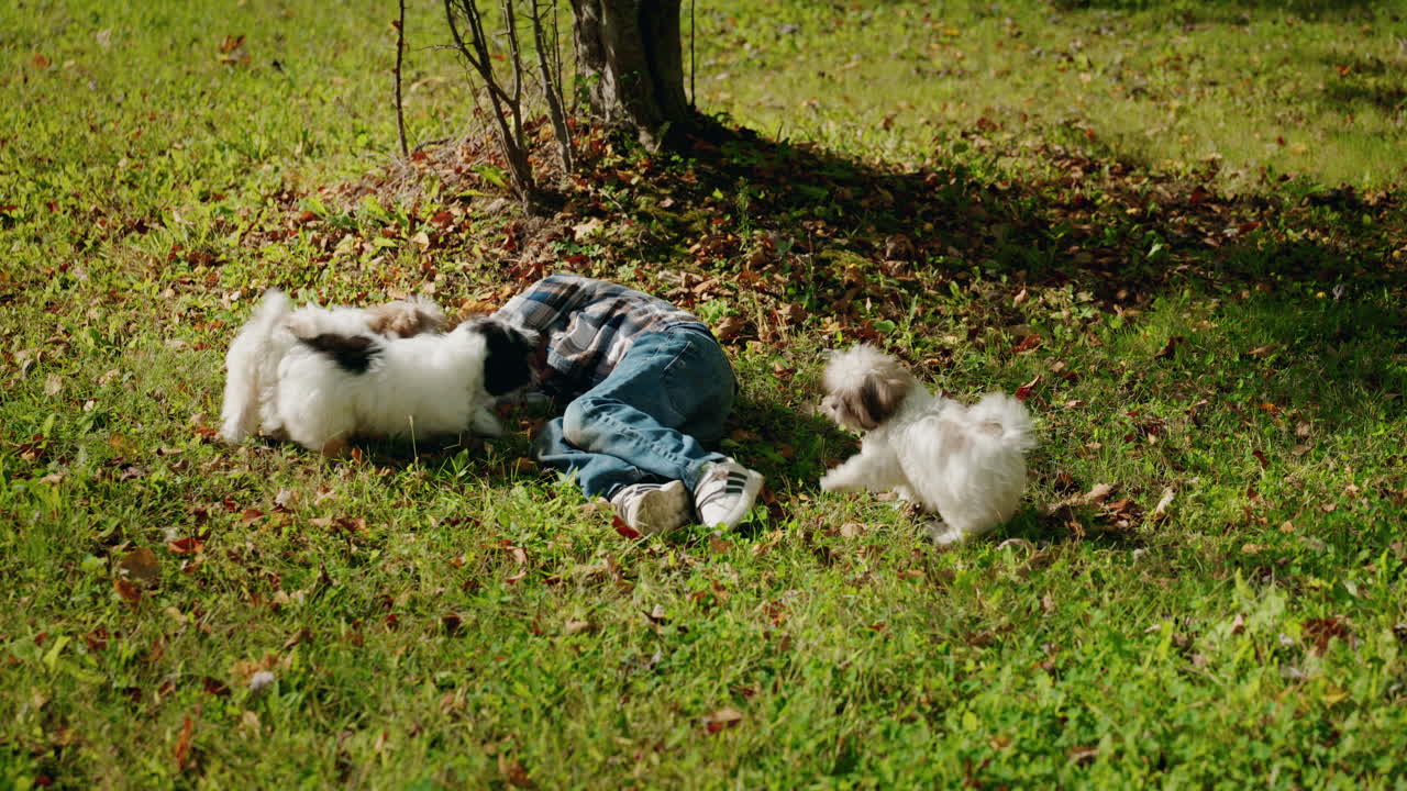 Boy lying in grass with puppies