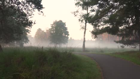 misty forest path at sunrise