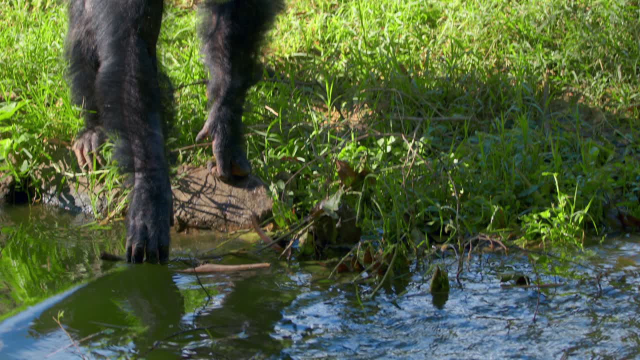 chimpancé golpeando el agua con una rama de árbol.