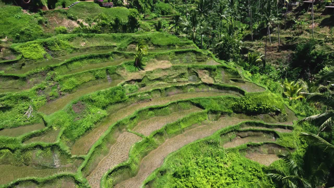 imágenes de drones de la terraza de arroz tegallalang en bali capturando el paisaje icónico