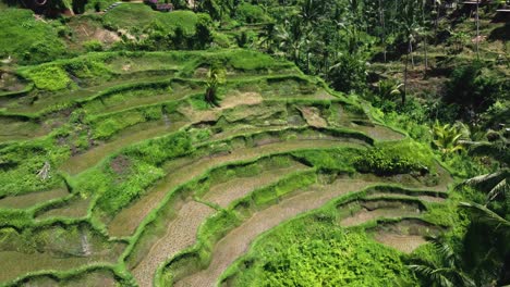 Drone-footage-of-Tegallalang-Rice-Terrace-in-Bali-capturing-the-iconic-landscape