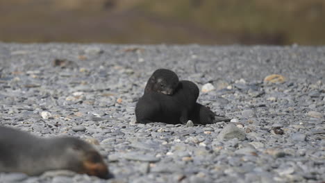 Two-Pups-of-Antarctic-Fur-Seal-Hugging-on-Coast-on-Sunny-Day,-Wild-Animals-Babies,-Slow-Motion