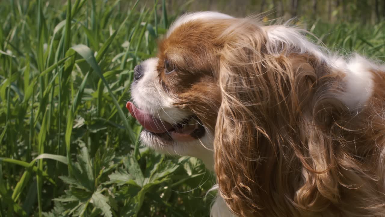 Cavalier King Charles Spaniel. Filmado com câmera superlenta a 1000 fps