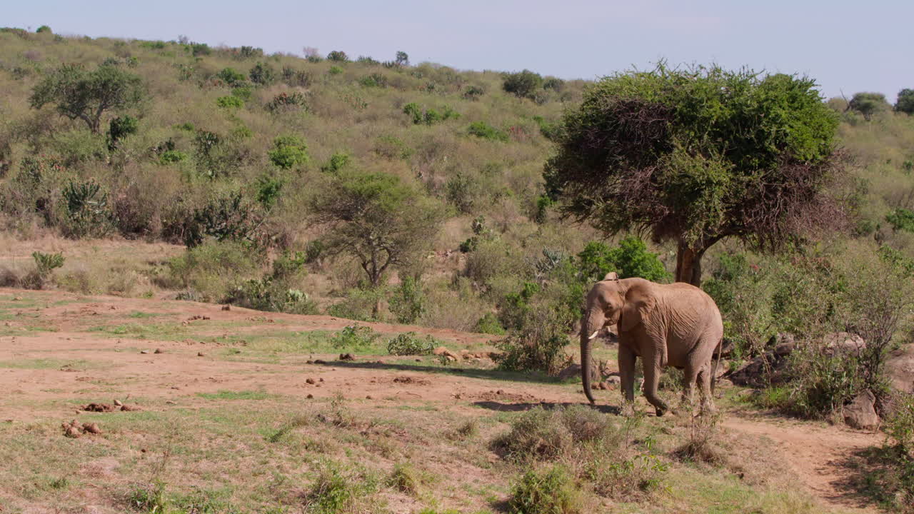 Elefantessa africana della savana che cammina nella savana a mezzogiorno