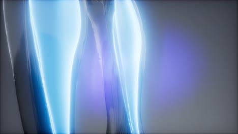 gastrocnemius--Visible-muscle-anatomy-map