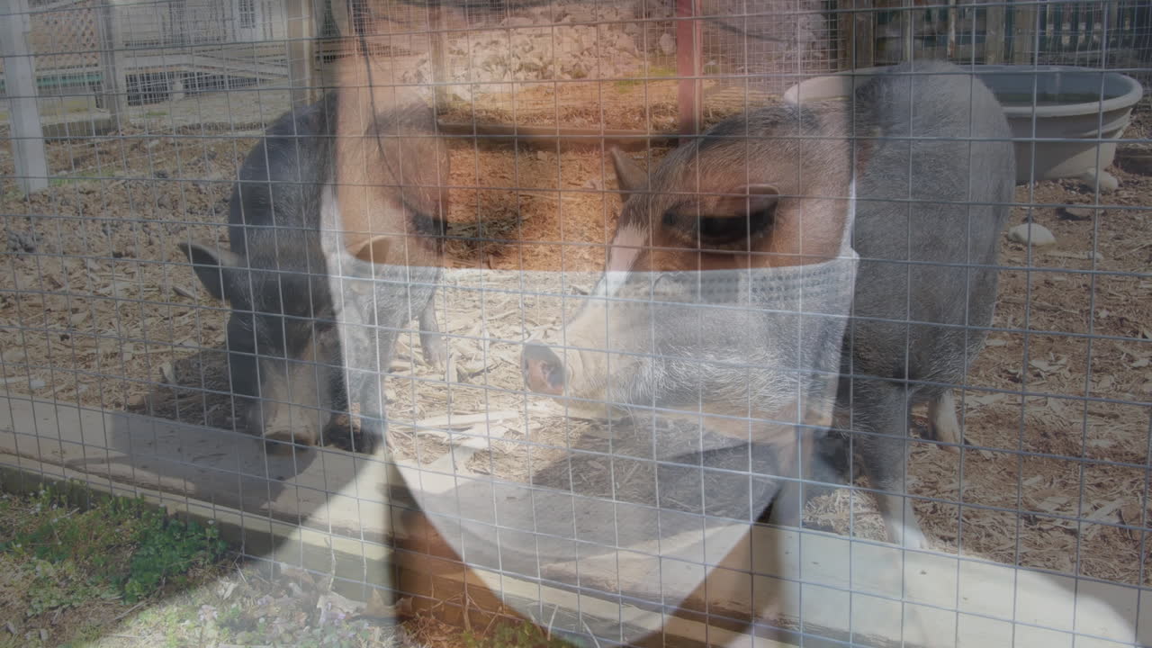 cerdos en el establo contra una mujer que usa una máscara facial