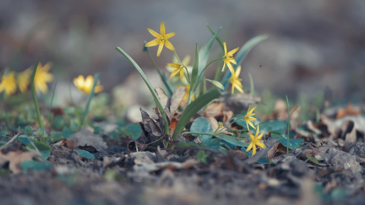 A delicate cluster of yellow wildflowers grows among the leaves, highlighting the vibrant colors of spring in the forest
