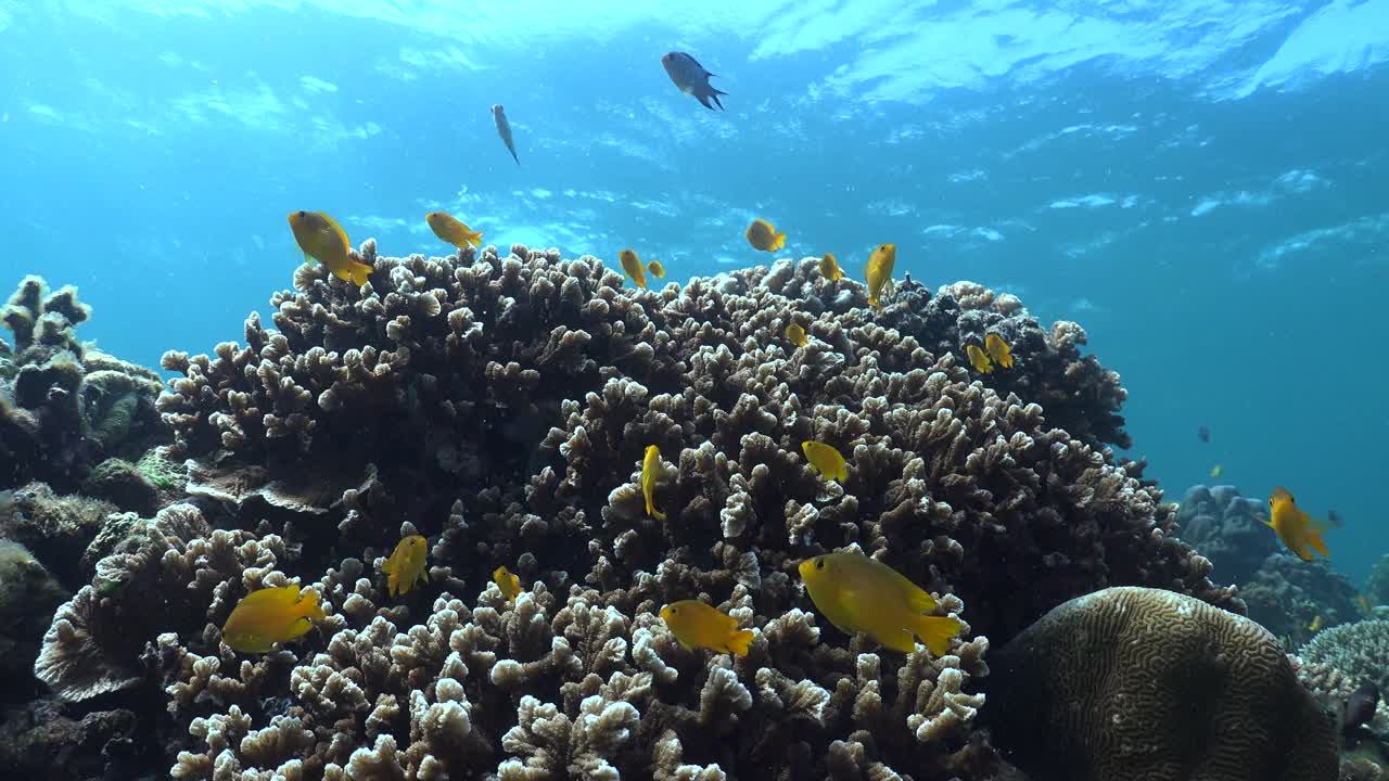 arrecife de coral tropical con peces de arrecife amarillo y tiro de gran angular estático de coral duro