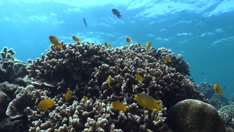 arrecife de coral tropical con peces de arrecife amarillo y tiro de gran angular estático de coral duro