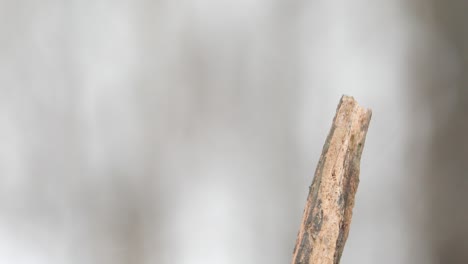 4k-red-bellied-woodpecker-on-a-snowy-day