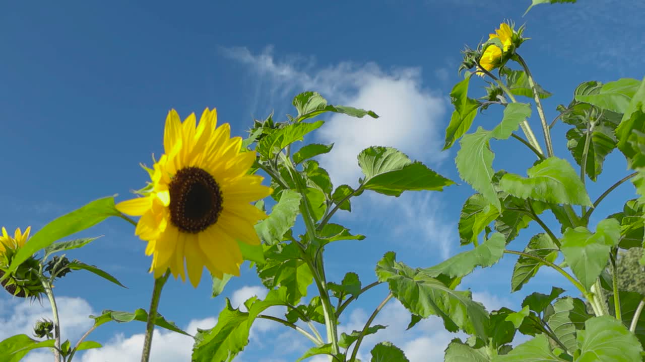 Sunflowers in a Bright Blue Sky