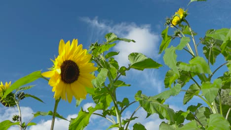 sunflowers in a bright blue sky