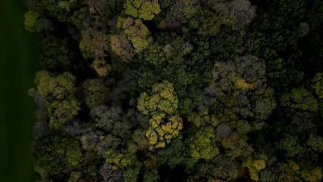 aerial downward drone shot of an english wood in autumn