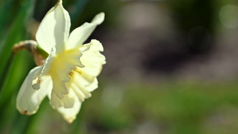 Stunning-white-flower-blossoms-in-Springtime