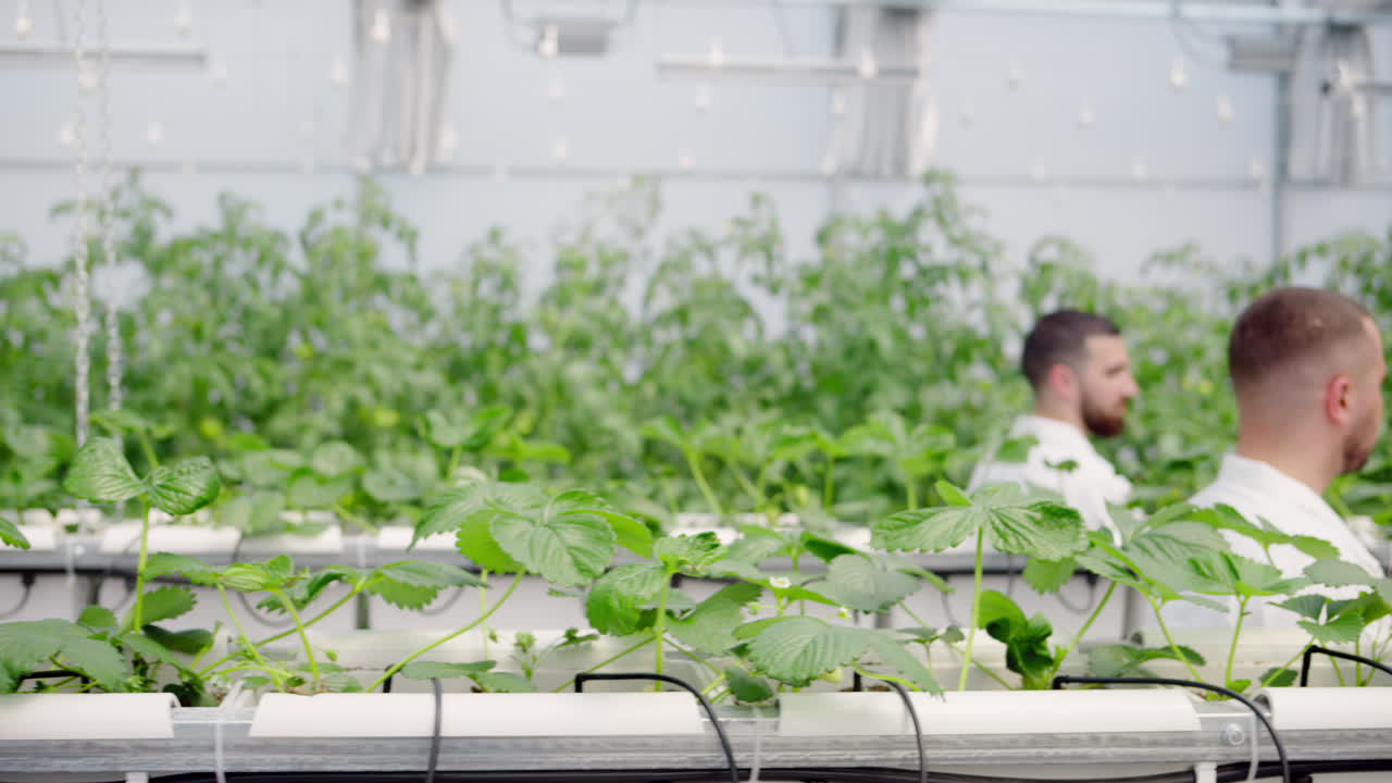 Three laboratory technicians in white coats analysing wild strawberry grown with the Hydroponic method in a greenhouse