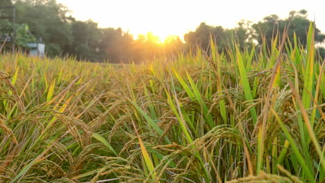 golden rice field at sunset