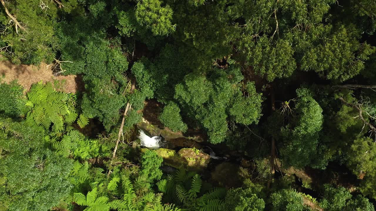 vista aérea de la corriente del río rodeada de árboles densos en el parque das frechas, agualva, isla terceira, azores portugal
