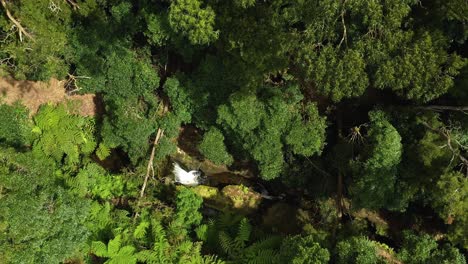 Aerial-Top-View-Of-River-Stream-Surrounded-By-Dense-Trees-In-Parque-das-Frechas,-Agualva,-Terceira-Island,-Azores-Portugal