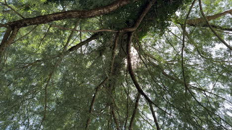 beautiful shot of tree upside down perspective with sun shining through branches and leaves in summer