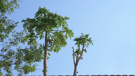 tall papaya tree over a brick wall with growing fruits blowing with the wind and a blue sky background in landscape mode