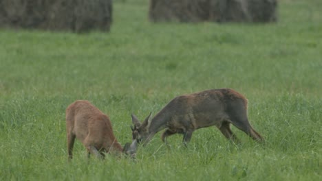 roe deer in dawn dusk evening autumn light between hay rolls eating playing