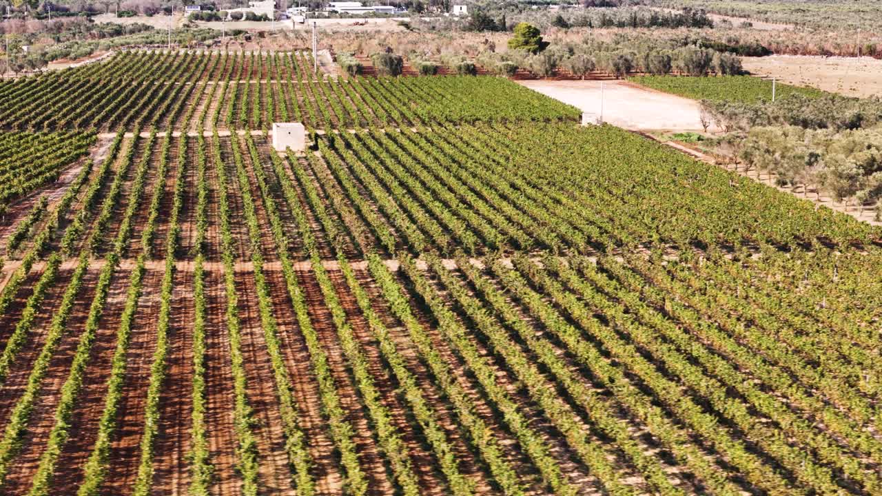 Traditional grape plantation in Italy, aerial panoramic view