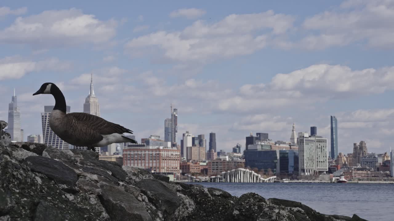 Canada Goose with NYC Skyline
