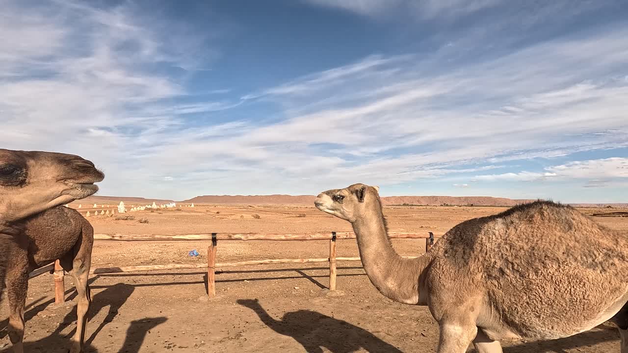 Camels On The Sahara Desert In Morocco, North Africa. Close-up Shot