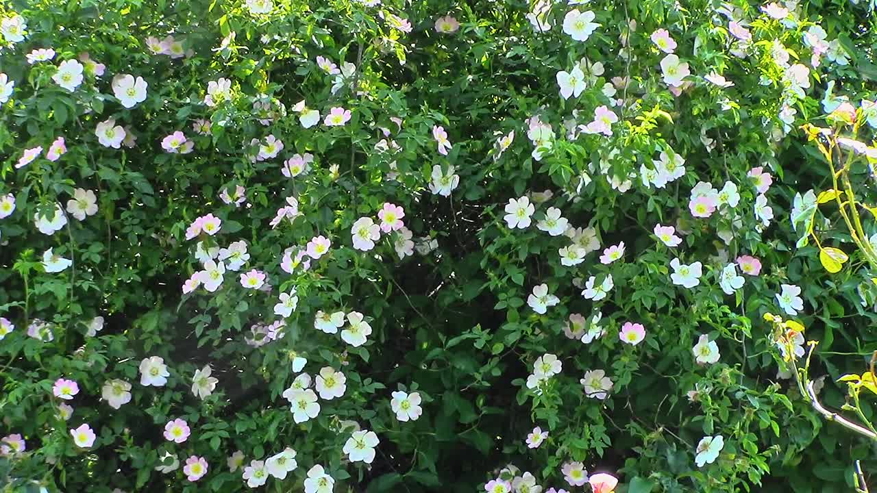 A stunning display of pink and white Dog Roses (Rosa canina) covering the foliage of an apple tree set by droppings from birds. The flowers are blowing in the breeze.