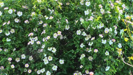 a stunning display of pink and white dog roses (rosa canina) covering the foliage of an apple tree set by droppings from birds. the flowers are blowing in the breeze.