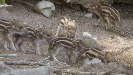 hermosos y lindos jabalíes recién nacidos caminando en el desierto, cierran a cámara lenta