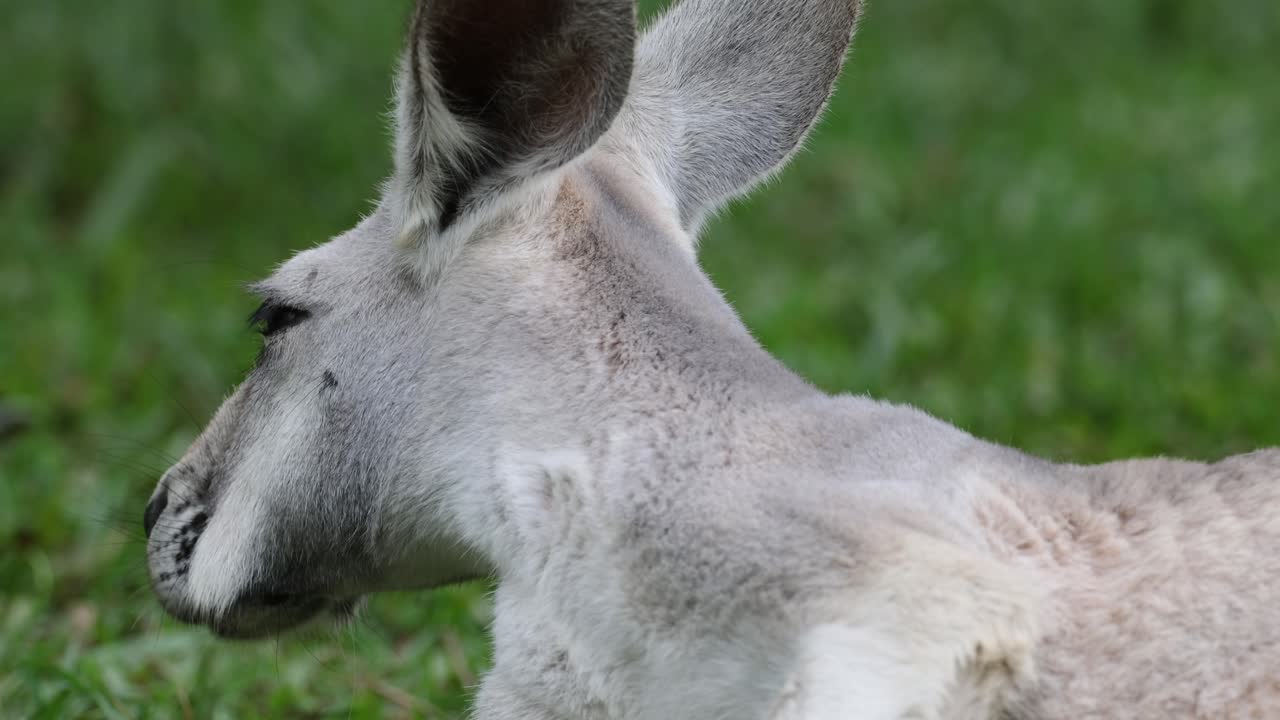 A kangaroo lounges and looks around calmly