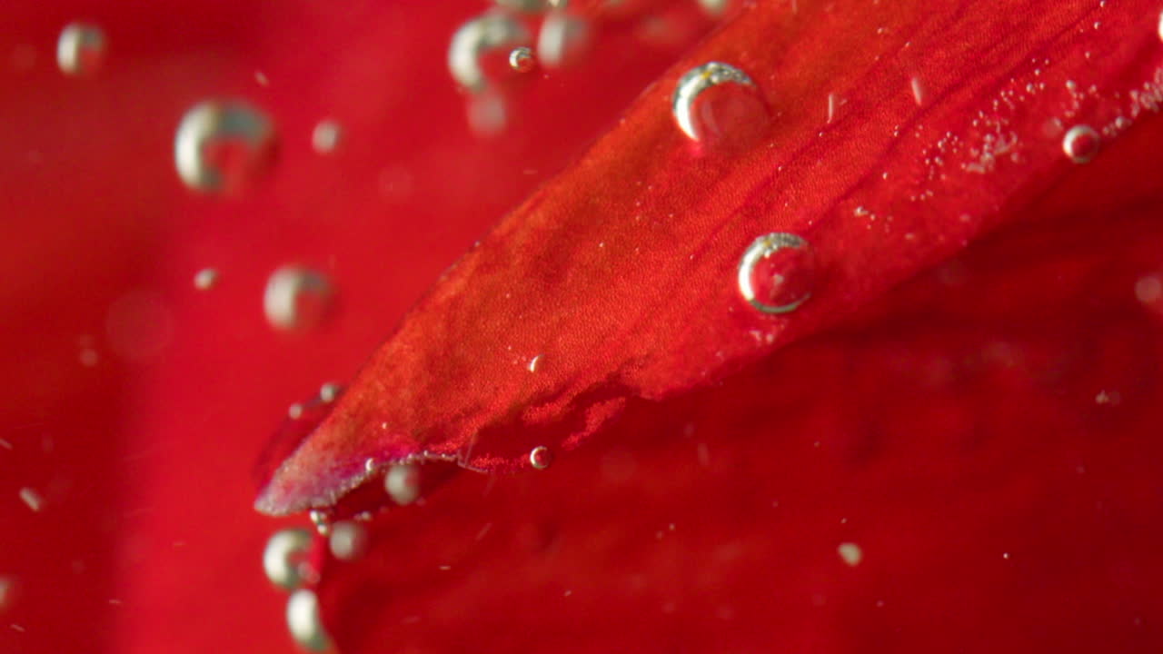 물 속의 장미 잎자루