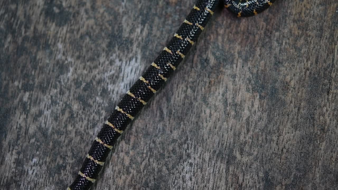 краснохвостая трубкозубая змея, cylindrophis ruffus, лежала на деревянном полу и петляла восьмеркой, развязывая себя и выходя из кадра