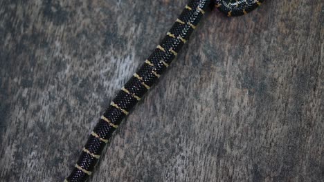 serpiente de tubo de cola roja, cylindrophis ruffus, descansaba sobre un piso de madera y se enrollaba en una figura de ocho nudos deshaciéndose y saliendo del marco