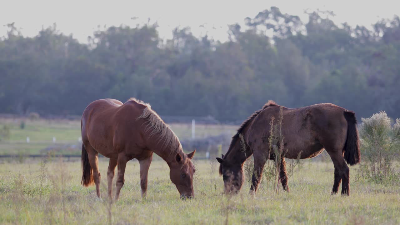 caballos pastando en el pasto