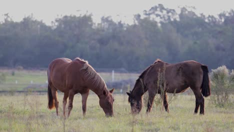 horses grazing in pasture