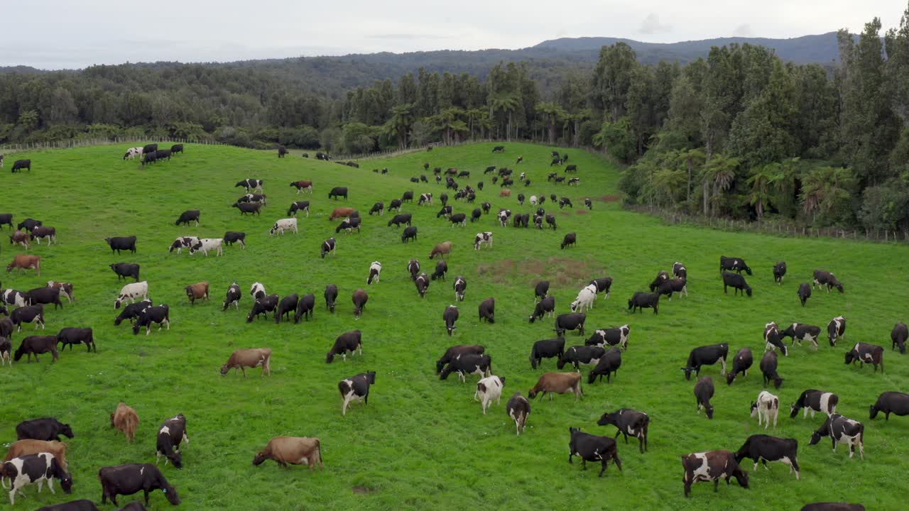 variedad de vacas pastando en hierba verde fresca en un gran rebaño, nueva zelanda