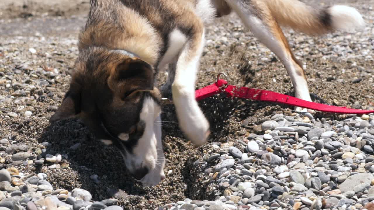 Close up, 4x slow motion 100fps footage, half breed, young age, Husky dog, digging on pebble and sand beach, side view isolated shot.