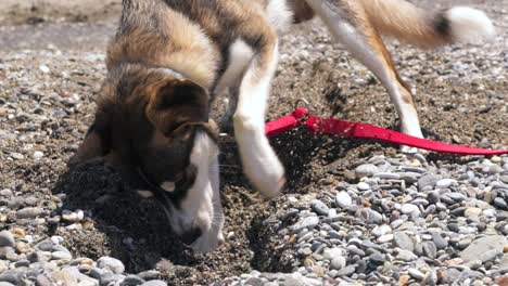 close up, 4x slow motion 100fps footage, half breed, young age, husky dog, digging on pebble and sand beach, side view isolated shot.