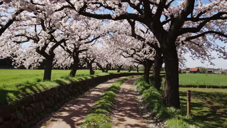 spring cherry blossom alley