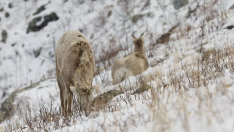 bighorn sheep digging snowy hills to forage food at winter in alberta, canada