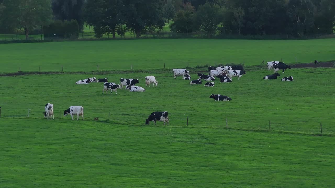 rebaño de ganado pastando y relajándose mientras el sol se pone sobre el campo