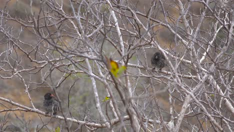los pinzones de charles darwin se sientan en un árbol en las islas galápagos ecuador