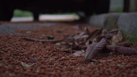 Low-View-CLOSEUP-Footage-of-brown-leaves-near-the-pavement-autumn-time